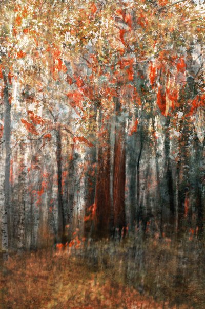 De gloed van het herfstbos door Christina Sillen