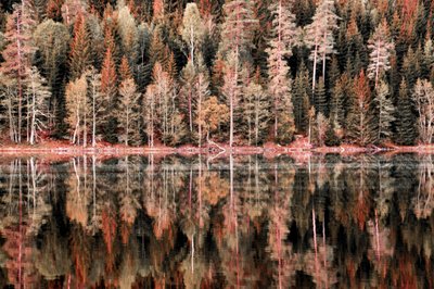 Herfstbospiegels door Christina Sillen