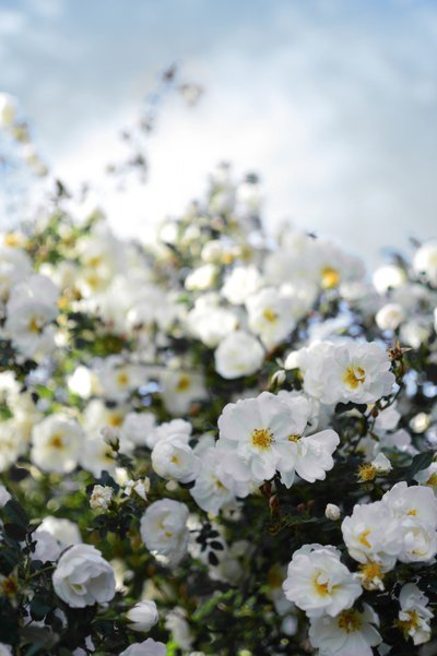 Bloeiende witte rozen door Christina Sillen