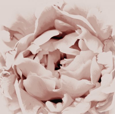 Roze pioenroos door Christina Sillen