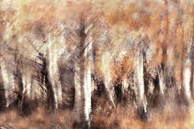 Dromerige herfstberken door Christina Sillen