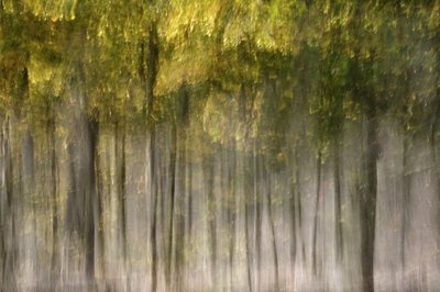 Dromerig herfstbos door Christina Sillen