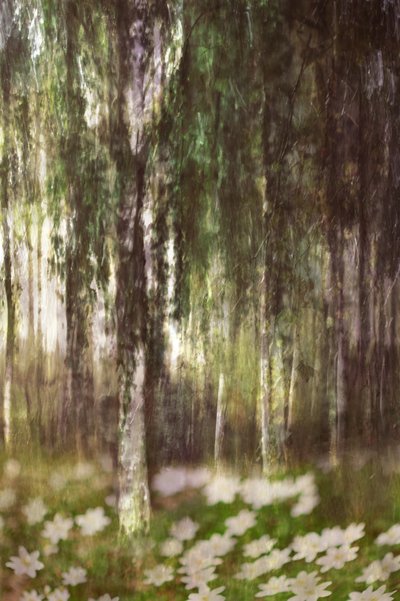 Een dromerig berkenbos door Christina Sillen