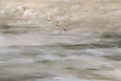 Dromerige vogels boven het water door Christina Sillen