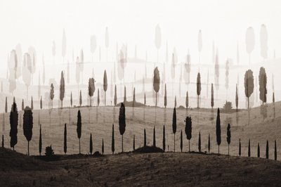 De betoverende Cypress Hills door Christina Sillen