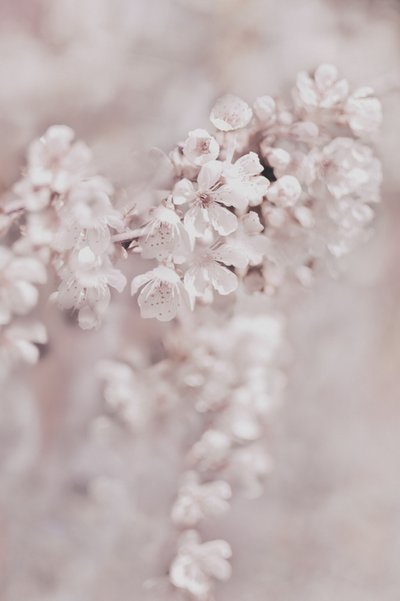 Dromerige roze bloesems door Christina Sillen