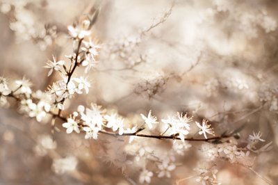 Dromerige witte bloesems door Christina Sillen