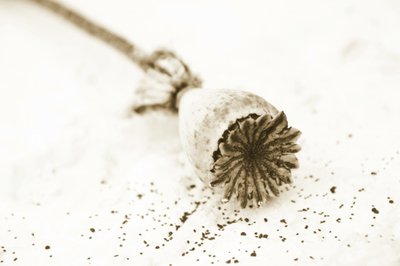 Gedroogde papaverbol door Christina Sillen