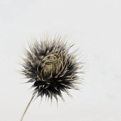 Elegante gedroogde distel door Christina Sillen
