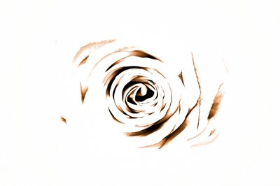Elegante Sepia Rose door Christina Sillen
