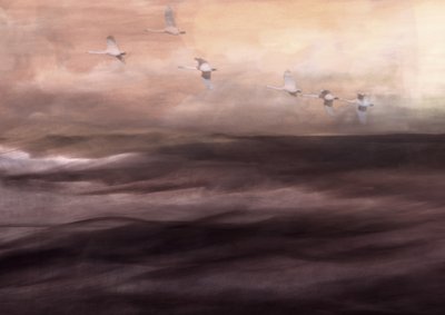 De etherische vlucht van de zwaan door Christina Sillen
