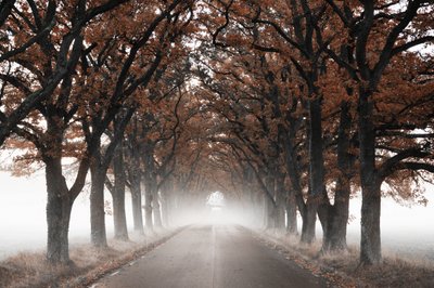 Mistige herfstboomtunnel door Christina Sillen