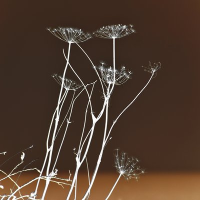 Stralende botanische vormen door Christina Sillen