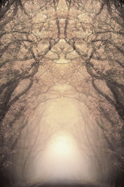 Verlichte boomtunnel door Christina Sillen