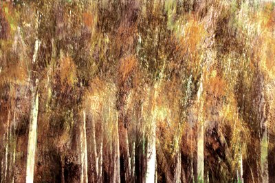 Gouden herfstbos door Christina Sillen