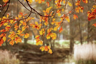 Gouden herfstbladeren van de eik door Christina Sillen