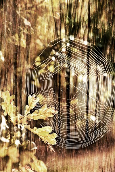 Gouden herfstspinnenweb door Christina Sillen