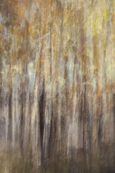 Golden Forest – Samenvatting door Christina Sillen