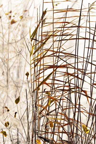 Golden Winter Reeds door Christina Sillen