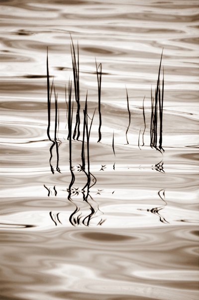 Minimalistische waterrietstengels door Christina Sillen