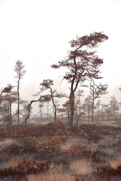  door Christina Sillen