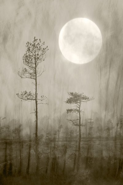 Misty Moon Over - Boek door Christina Sillen