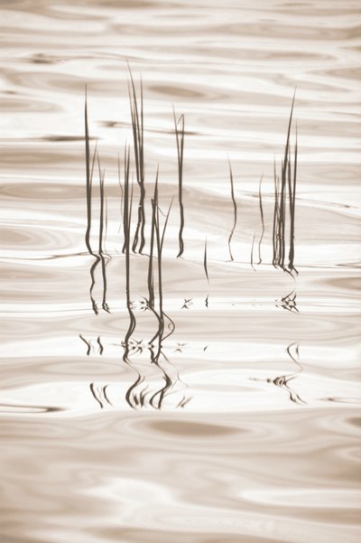 Serene grasweerspiegelingen door Christina Sillen