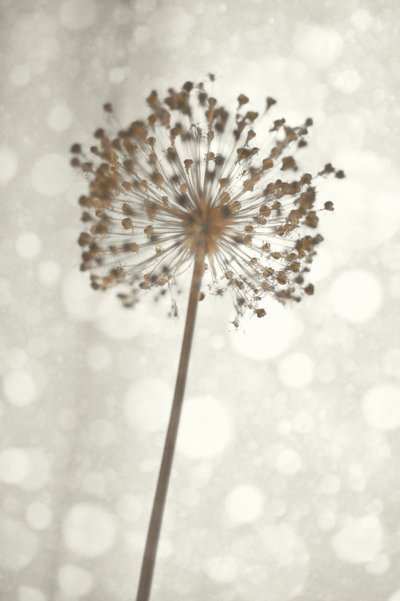 Zachte Allium-bloesem door Christina Sillen