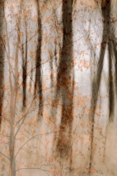Zachte herfstbossen door Christina Sillen