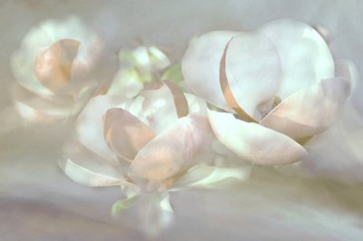Zachte magnoliabloesems door Christina Sillen