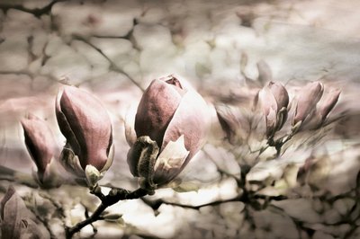 Zachte magnoliaknoppen door Christina Sillen