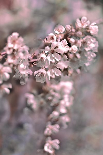 Zachtroze bloesems door Christina Sillen
