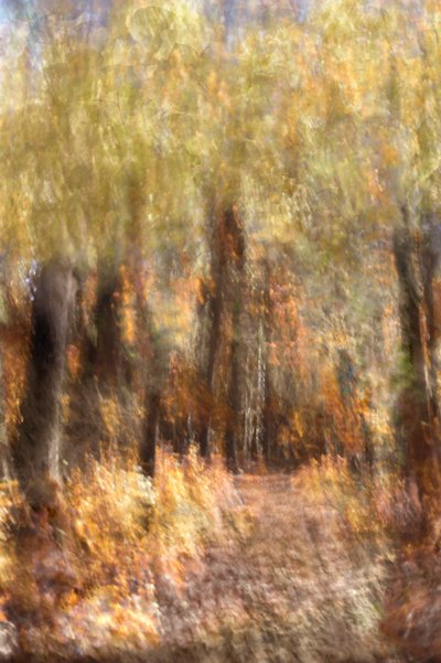 Levendig herfstpad door het bos door Christina Sillen