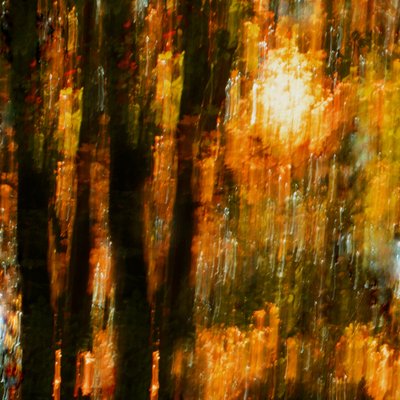 Kleurrijke herfstbomen door Christina Sillen