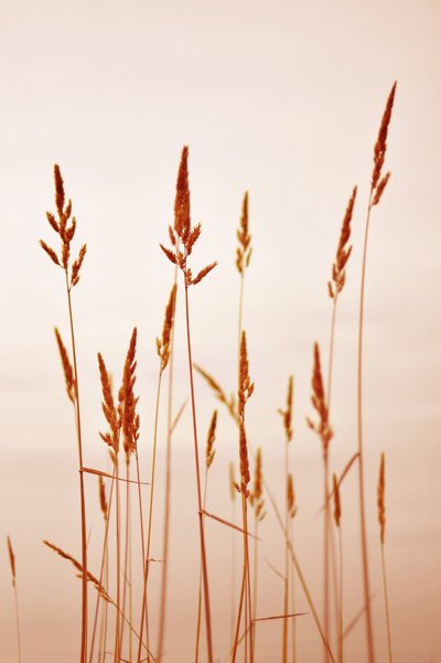 Warm Golden Reeds door Christina Sillen