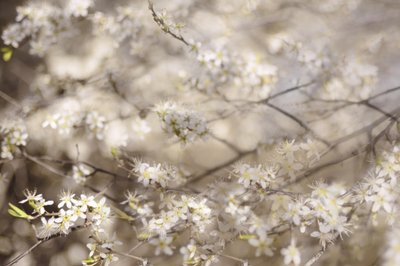 Witte lentebloesems door Christina Sillen