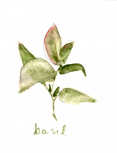 Verse basilicumplant door Christine Lindstrom