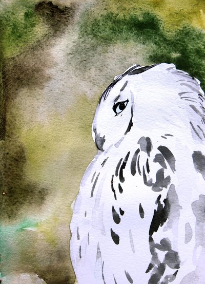 Aquarel: Sneeuwuil door Christine Lindstrom