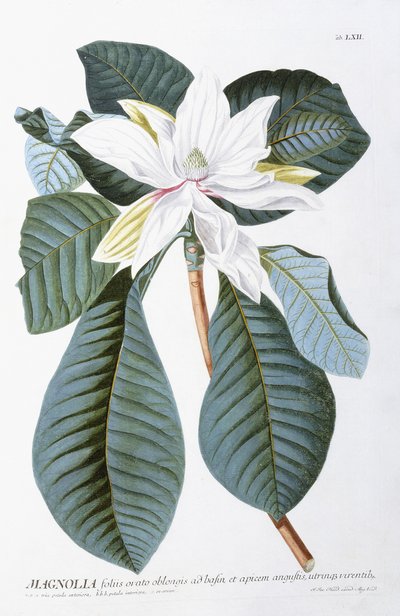 Magnolia, 1750-1773 door Christoph Jacob Trew