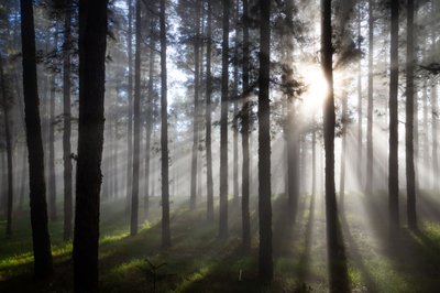 Zonnestralen in het mistige bos door Christoph Schaarschmidt