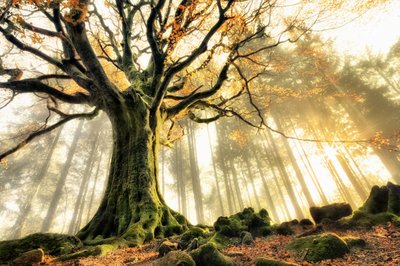 Zonnestralen in het mistige bos door Christophe Kiciak