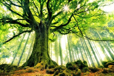 Oude boom in de zon door Christophe Kiciak