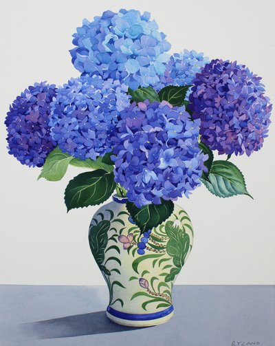 Blauwe Hortensia