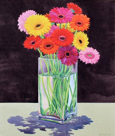 Gerbera