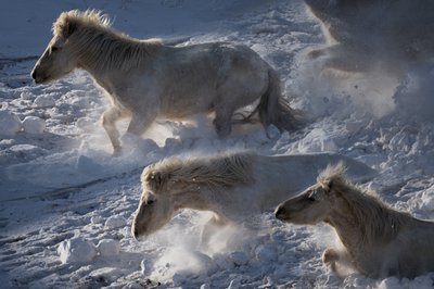 IJslandse paarden in de sneeuw door Chuanxu Ren