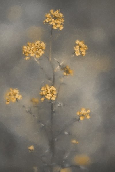  door Cicek Kiral