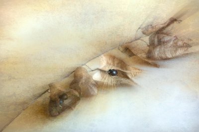  door Cicek Kiral