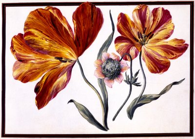 Tulpen en anemoon door Claude Aubriet