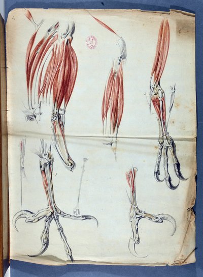 Anatomie van een adelaarsklauw gepubliceerd in 