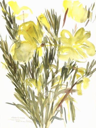 Avondprimula